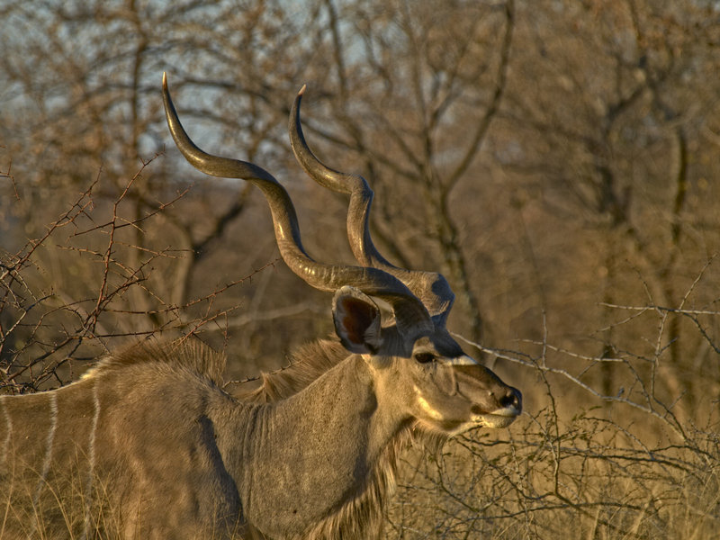 Kudu, Okonjima